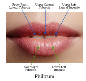 lip tubercles